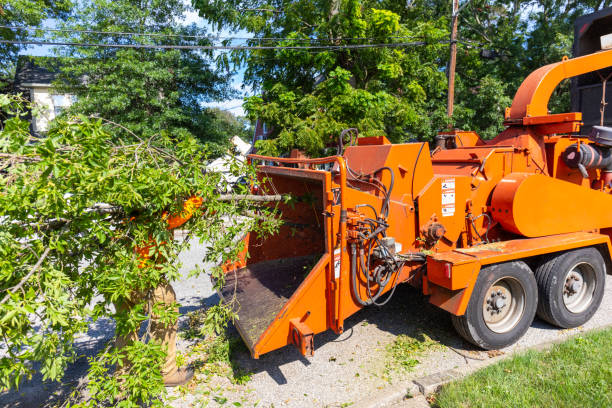 Large Tree Removal in Piney Mountain, VA